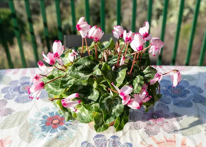 Simona * Фетовайя