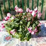 Simona * Фетовайя